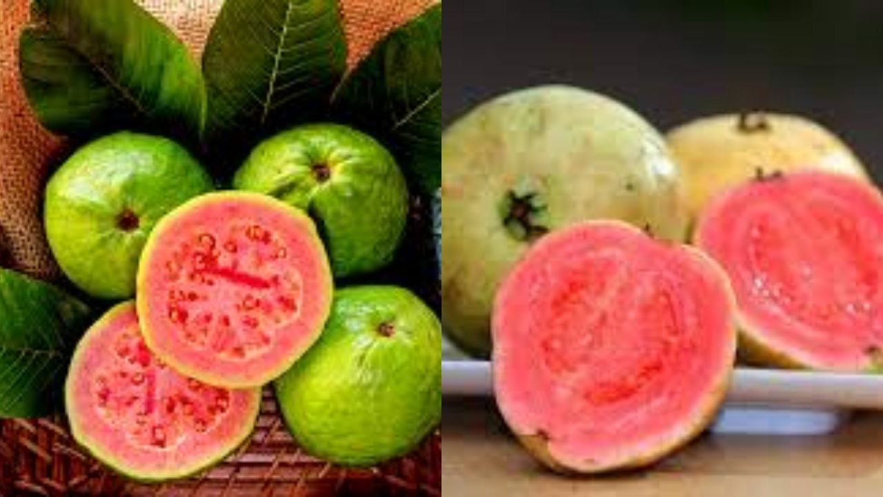 Jambu Biji: Buah Tropis Kaya Manfaat Untuk Kesehatan Tubuh Kamu