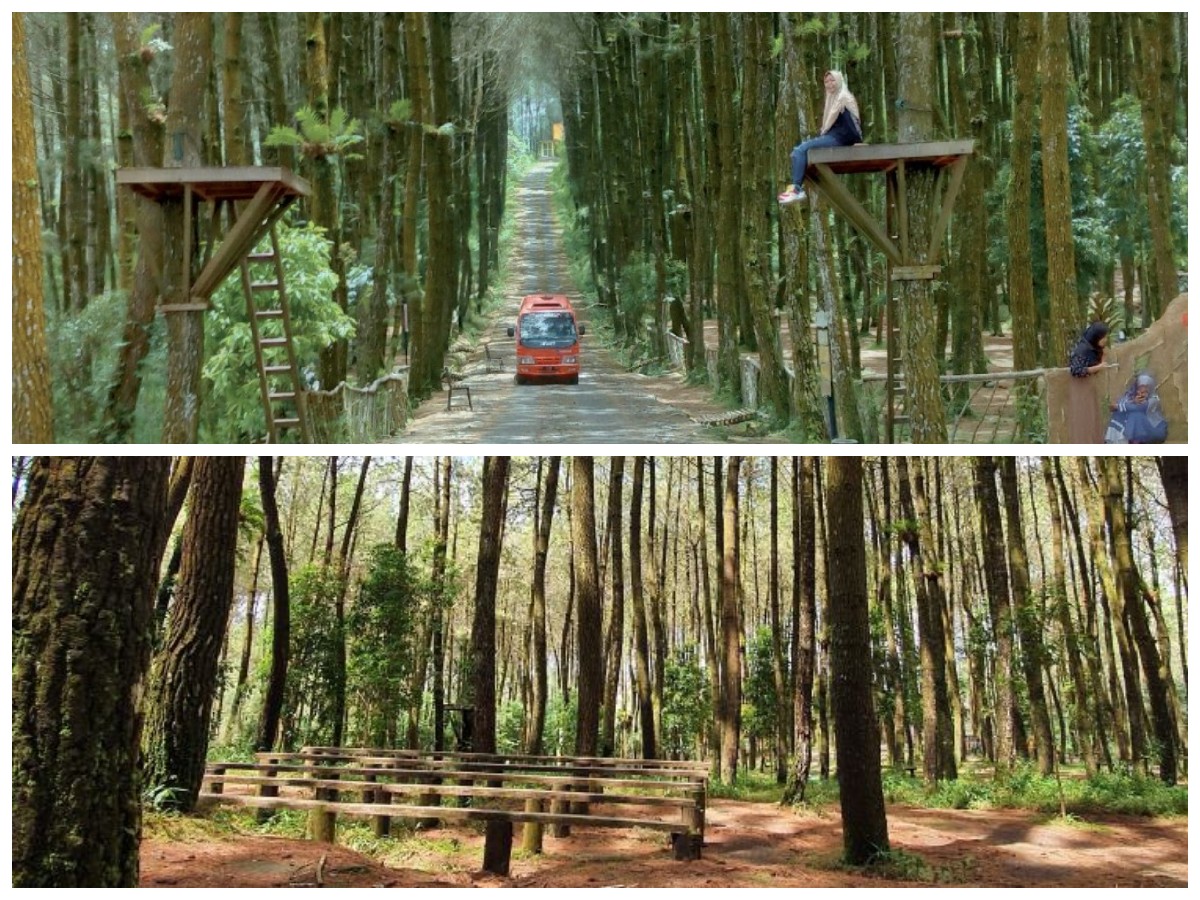 Liburan Estetik Gak Perlu Jauh-Jauh, Hutan Pinus Kragilan Jawabannya!