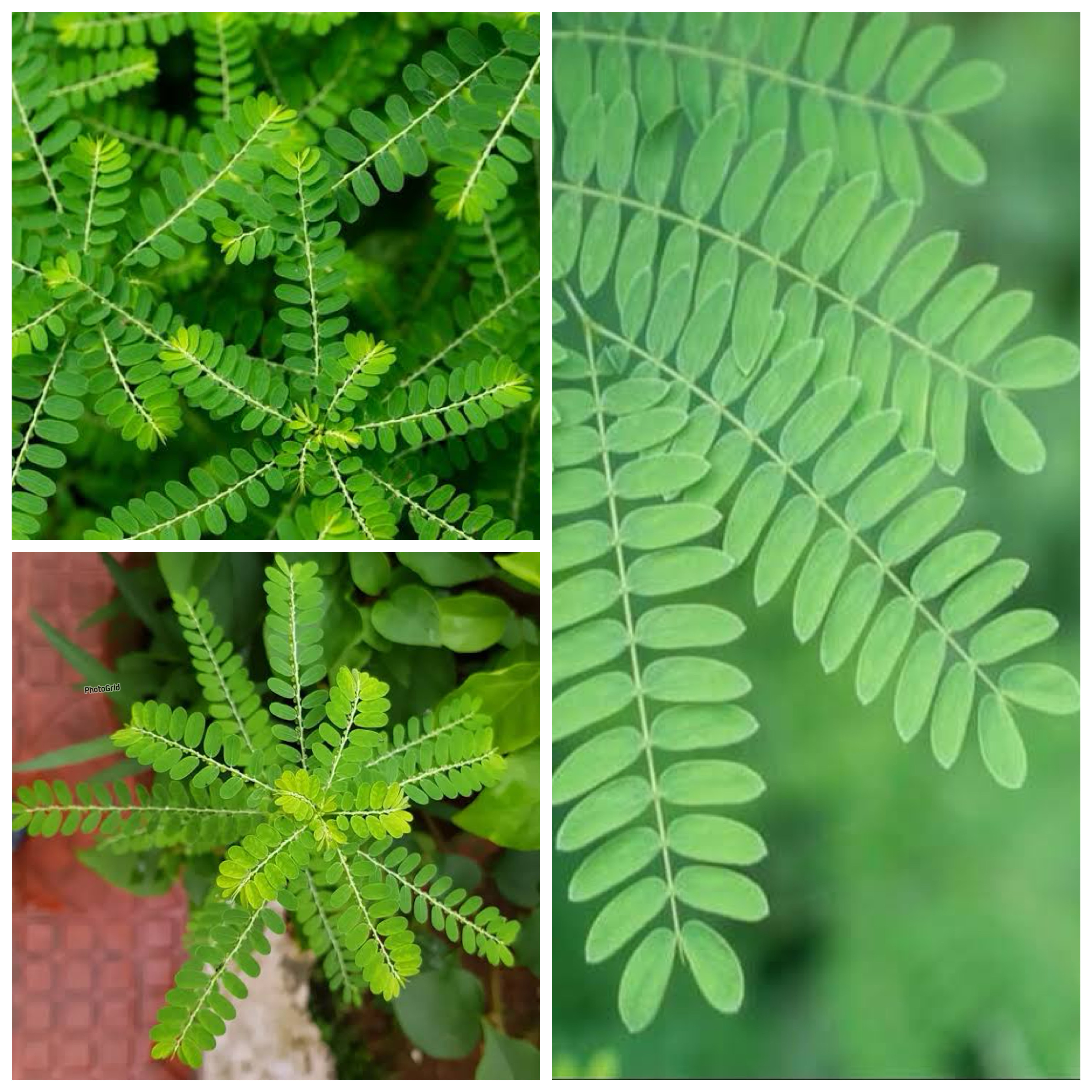 Mengungkap Khasiat Daun Meniran: Manfaat Alami bagi Kesehatan Tubuh yang Jarang Diketahui!