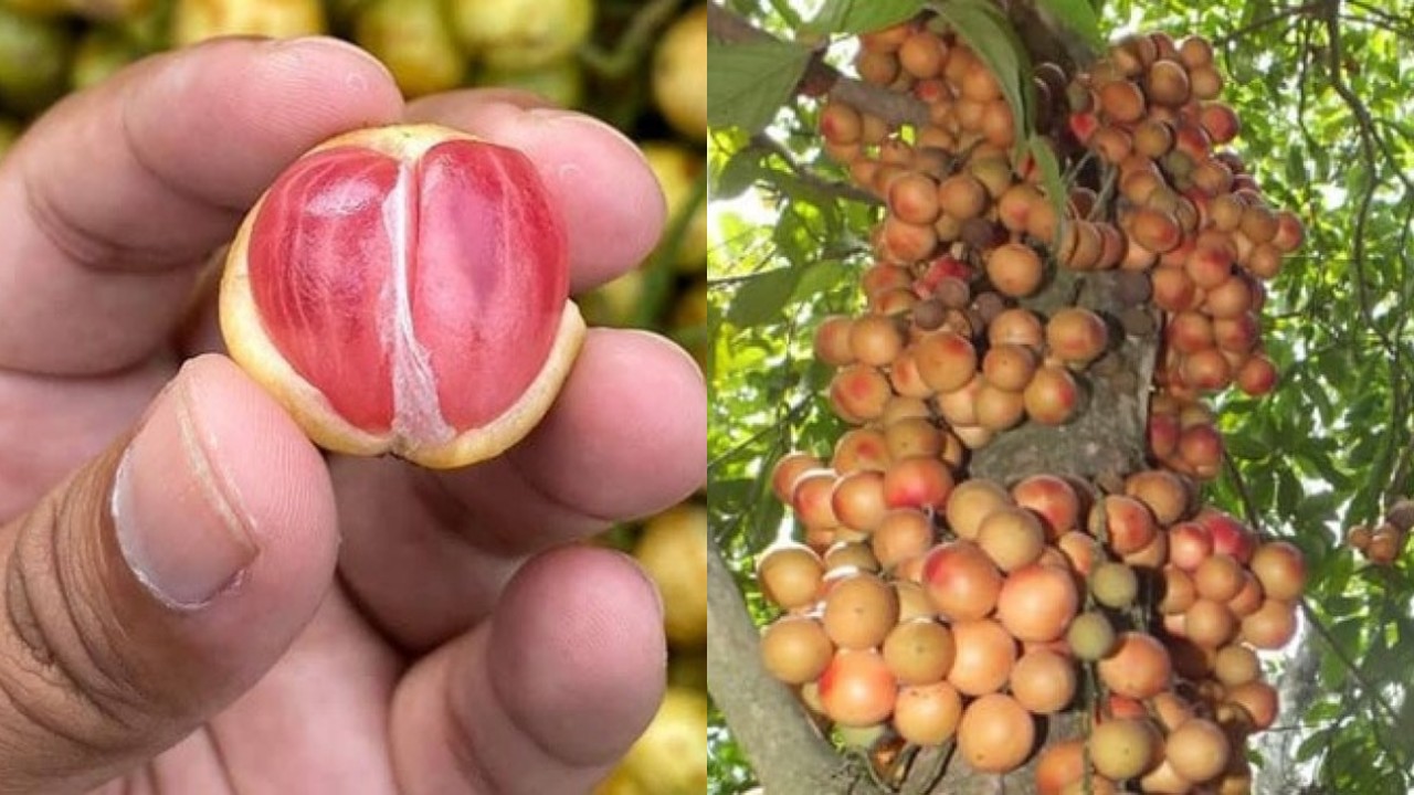 Jarang Tersorot, Ini Manfaat Buah Menteng bagi Kesehatan Tubuh!