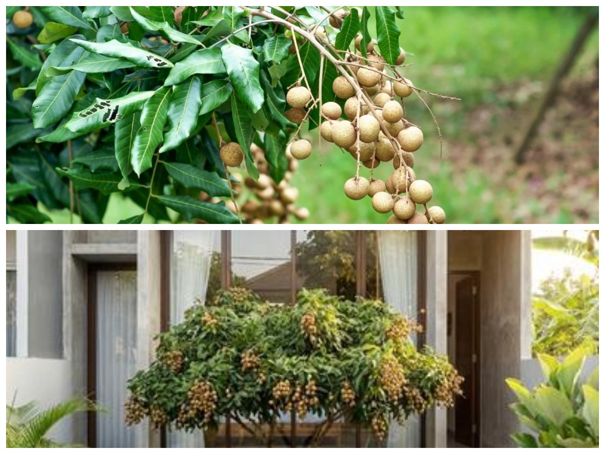 Pohon Kelengkeng untuk Halaman Rumah: 5 Pilihan yang Tetap Produktif Meski Lahan Terbatas