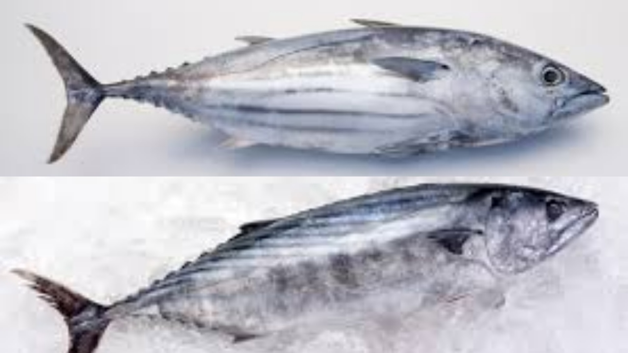 Yuk Simak! 8 Manfaat Ikan Cakalang Untuk Kesehatan Tubuh