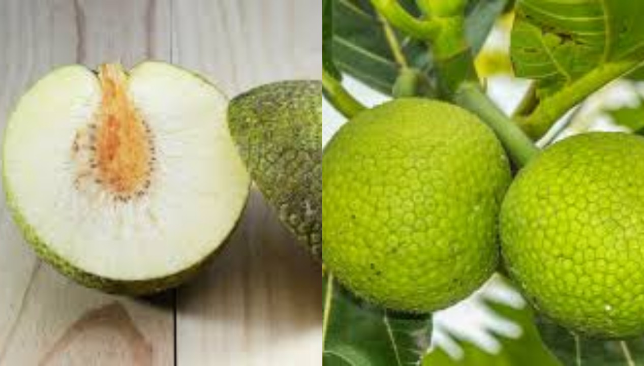 5 Manfaat Buah Sukun untuk Kesehatan Tubuh !