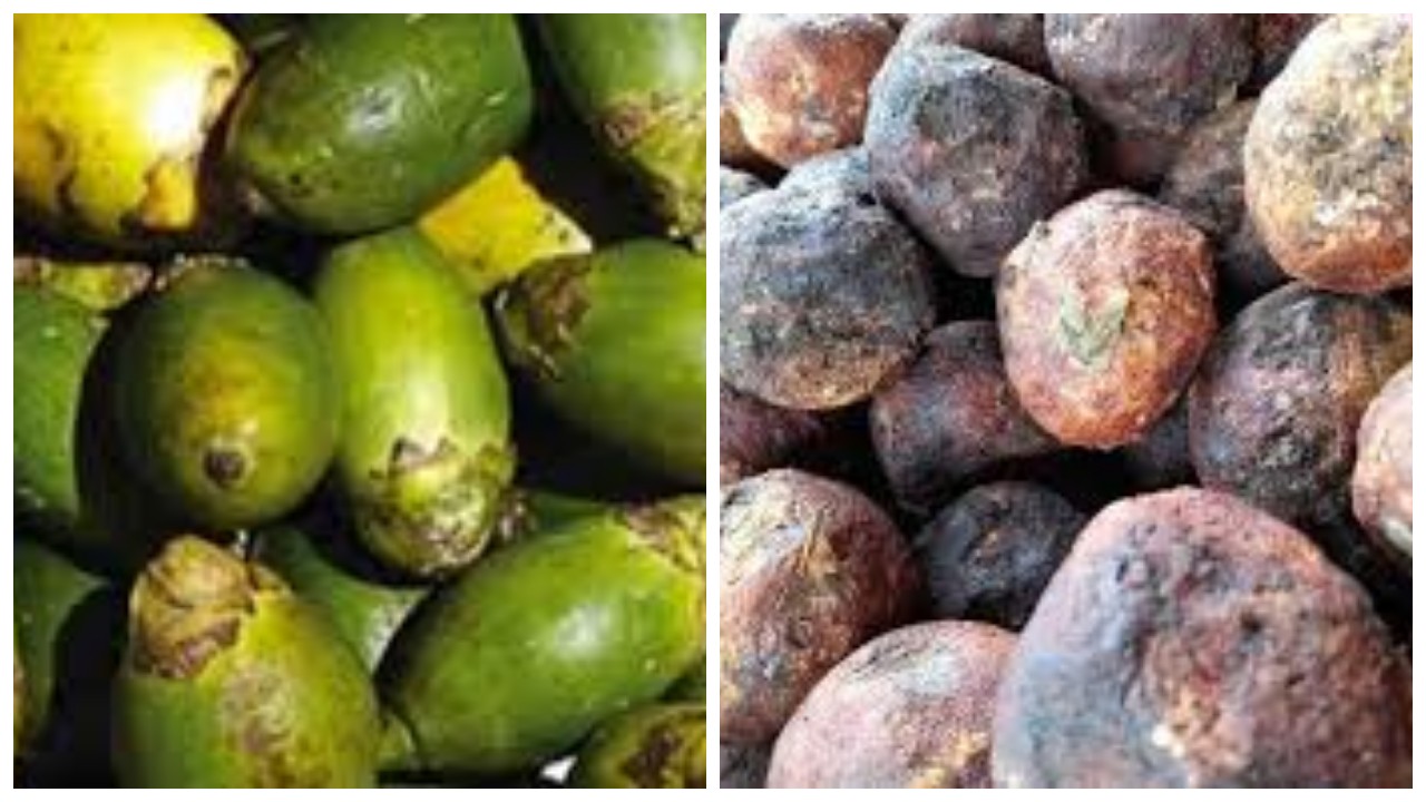 Buah Gambir: 8 Kegunaan Kesehatannya yang Harus Diketahui