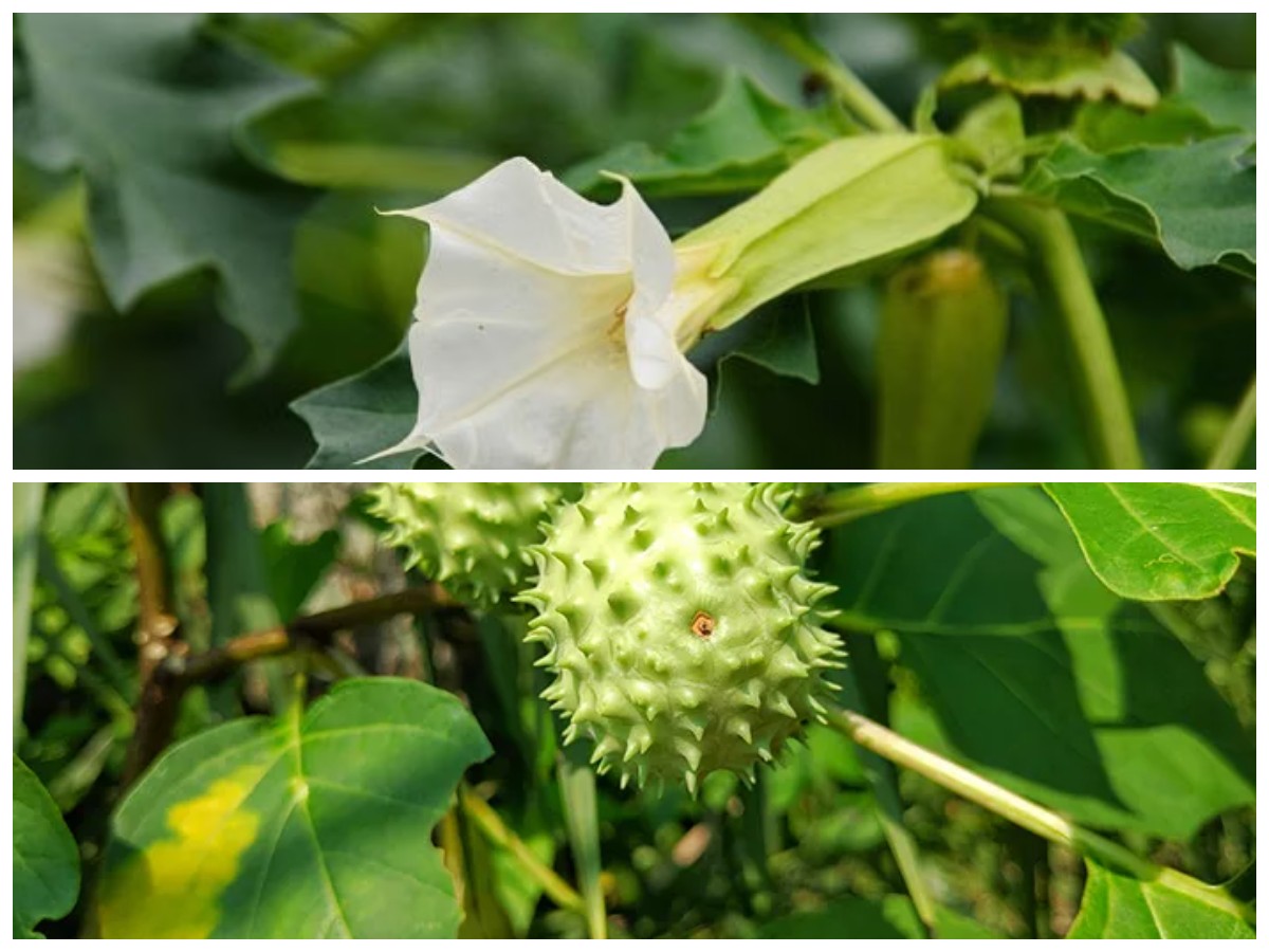 Mengenal Daun Kecubung, Tanaman Herbal dengan Manfaat dan Risiko Berbahaya