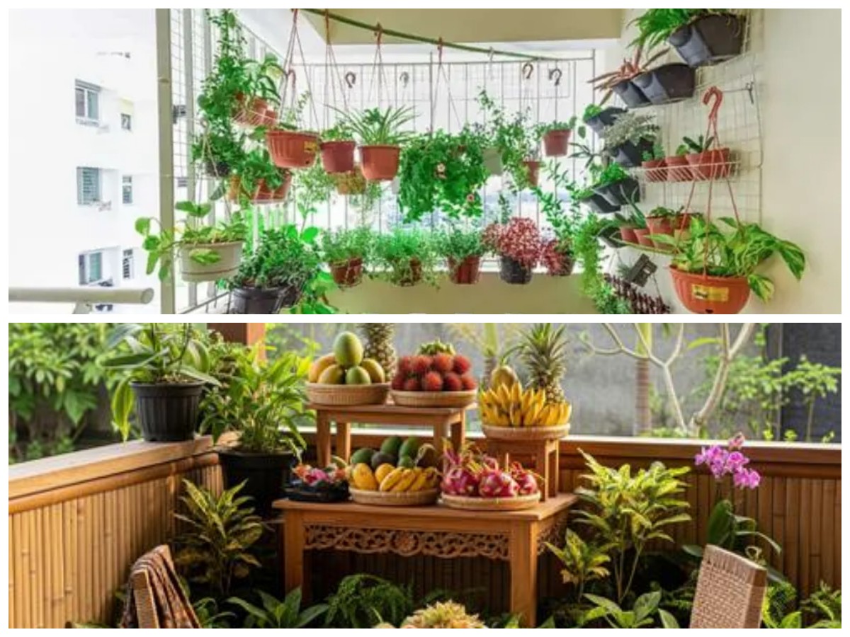 Teras Rumah Kecil Disulap Jadi Taman Buah Mini, Tetap Produktif Meski Ruang Terbatas