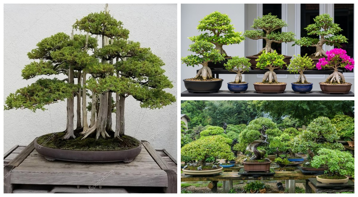 Seni Miniatur Alam Nusantara: Delapan Bonsai Lokal yang Menghidupkan Estetika Rumah