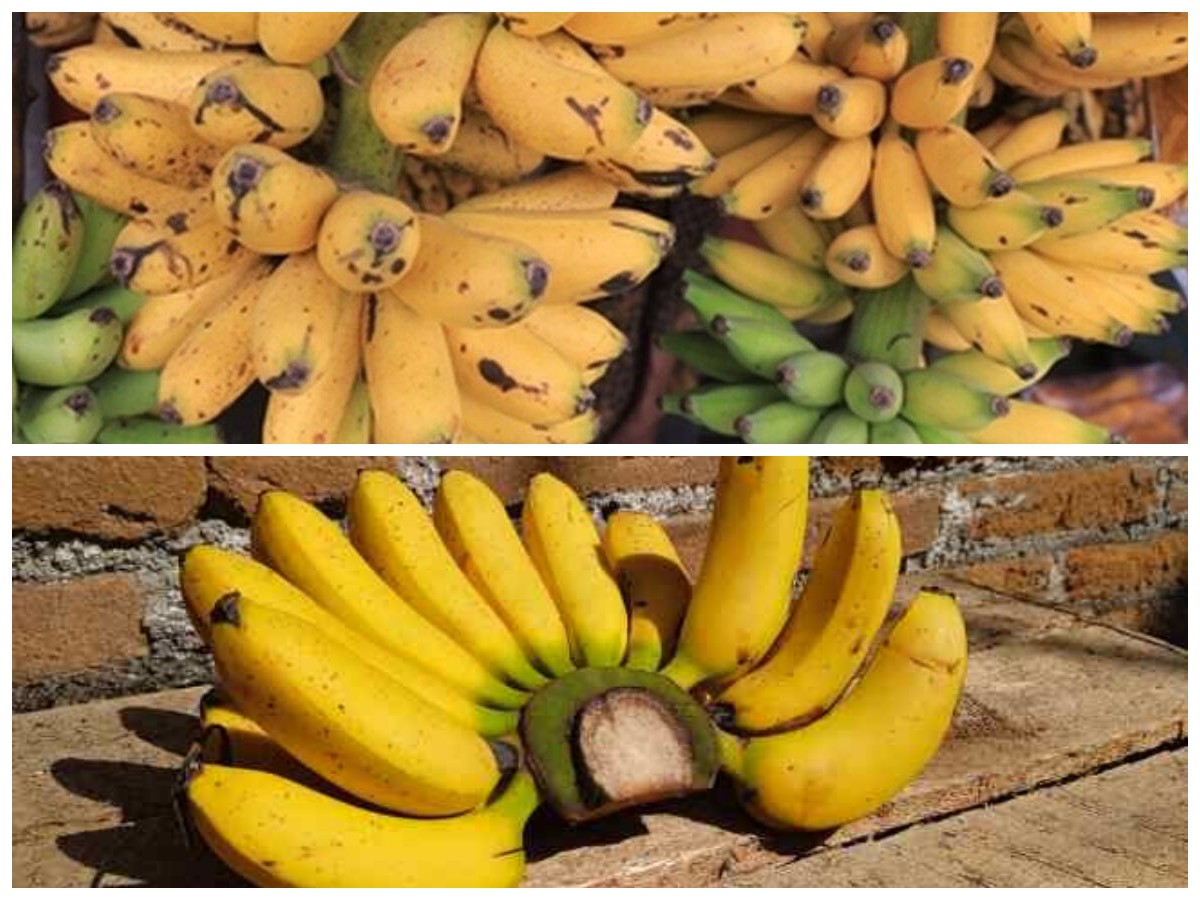 Inilah Manfaat Pisang Emas bagi Kesehatan Tubuh, Mampu Merawat Tulang!