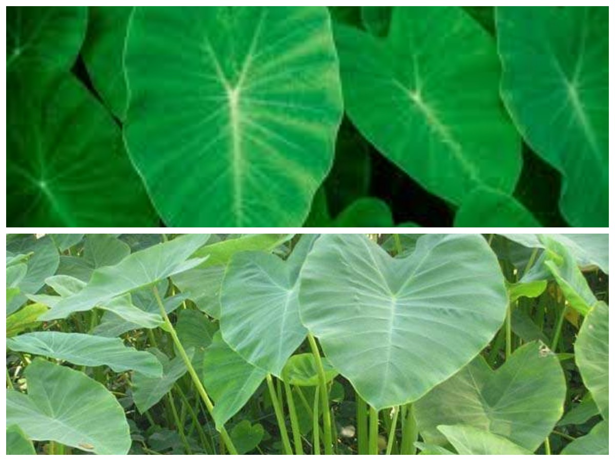 Manfaat Daun Talas untuk Kesehatan: Nutrisi Lengkap dan Ragam Khasiatnya