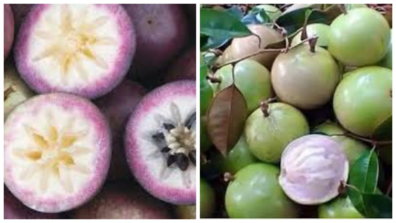 9 Manfaat Buah Kenitu untuk Kesehatan Tubuh