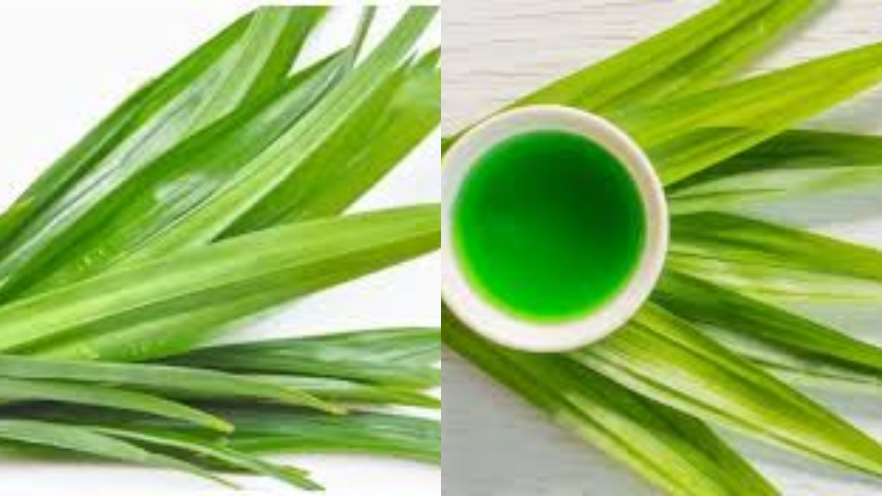 Jangan Sia-Siakan 7 Manfaat Daun Pandan bagi Kesehatan