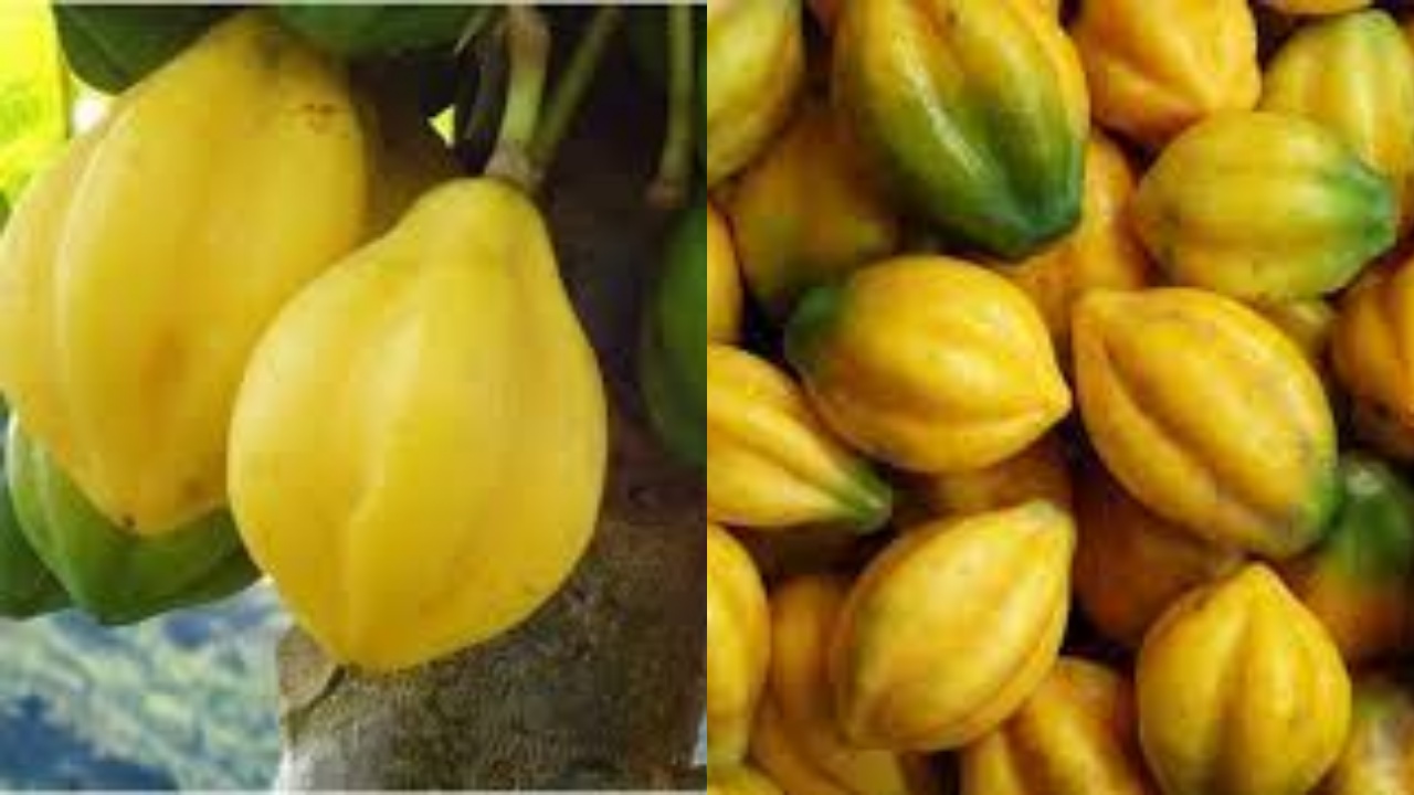 Beragam Manfaat Buah Carica Untuk Kesehatan Tubuh Yang Luar Biasa!