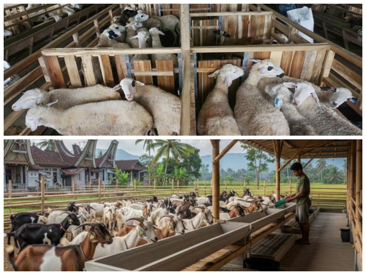 Tetap Kerja Kantoran, Tetap Bisa Ternak Kambing: Ini Strategi Praktisnya