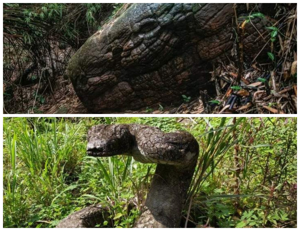 Misteri Batu Ular Raksasa yang Viral: Temukan Lokasinya dan Fakta Menariknya!