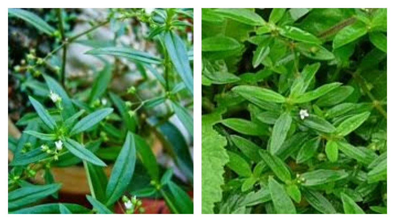 5 Khasiat Rumput Mutiara bagi Kesehatan Tubuh !