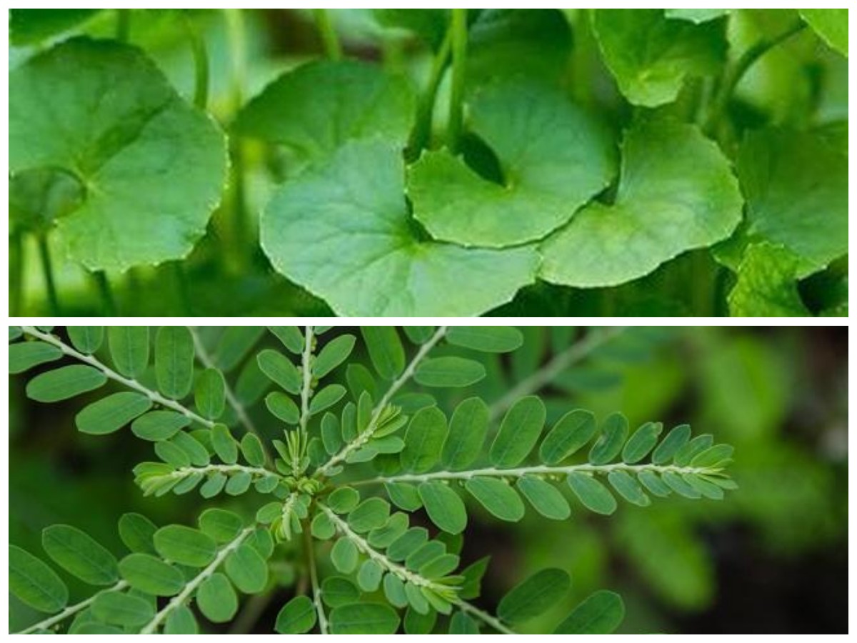 12 Tanaman Herbal yang Penuh Manfaat untuk Menjaga Kesehatan Tubuh secara Alami