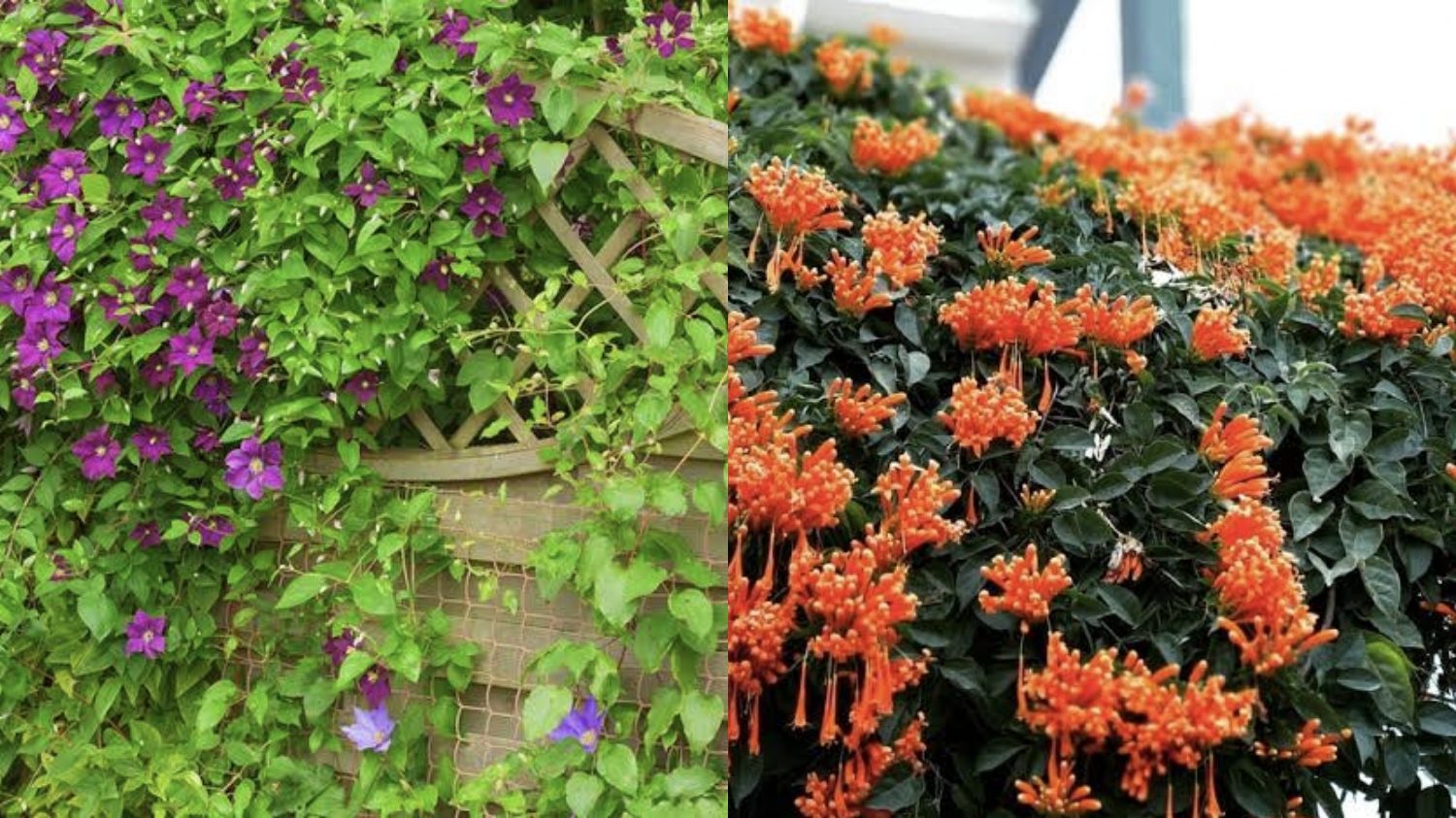 7 Tanaman Merambat Terbaik untuk Mempercantik Pagar Rumah Anda