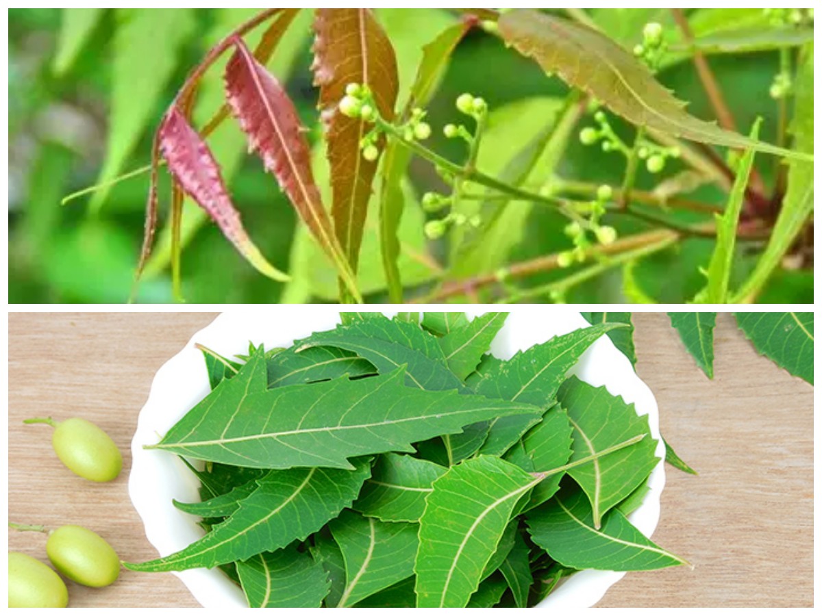 Manfaat Daun Mimba untuk Kesehatan: 5 Khasiat Alami yang Jarang Diketahui