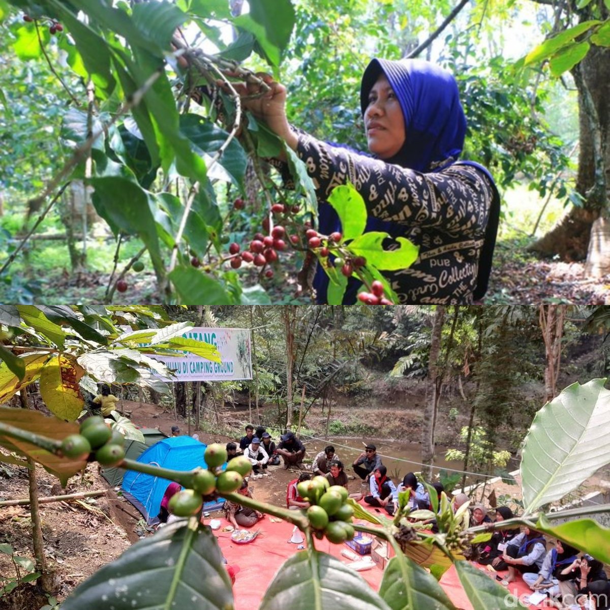 Ayo Nikmati Serunya Jalan Jalan ke Kampung Wisata Kopi, Suasana Desa yang Bikin Betah dan Ngopi Makin Nikmat