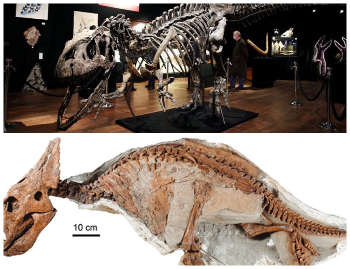 Mengungkap Sejarah Dunia Melalui Temuan Arkeolog Berupa SIsa Fosil Tulang Dinosaurus 