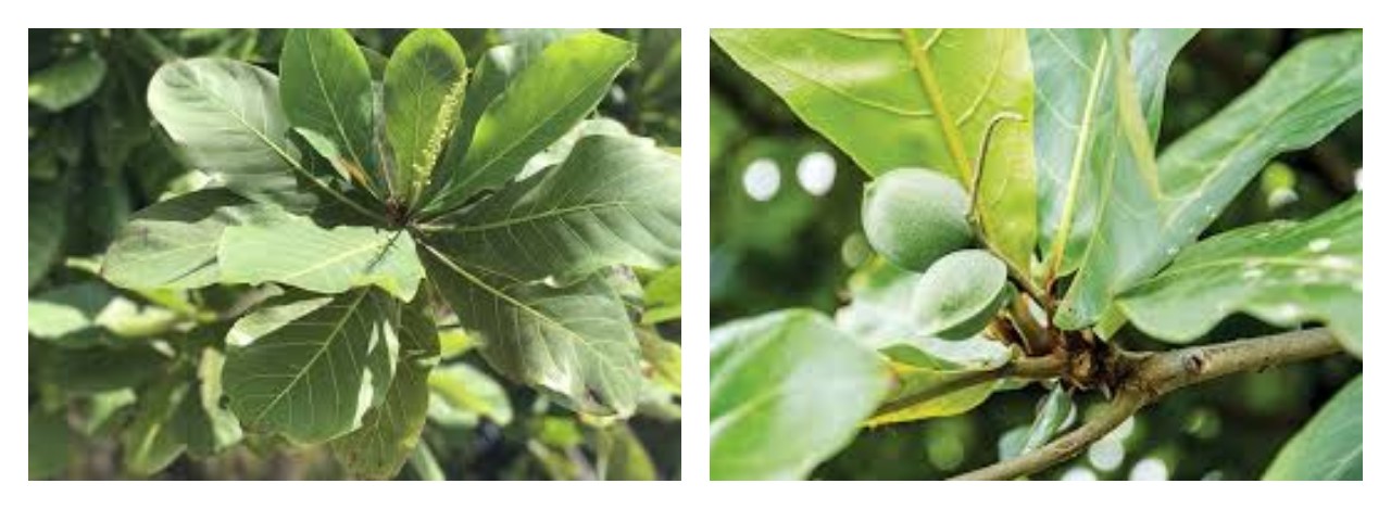 Tanaman Ketapang: Kegunaan, Varietas, dan Cara Perawatannya