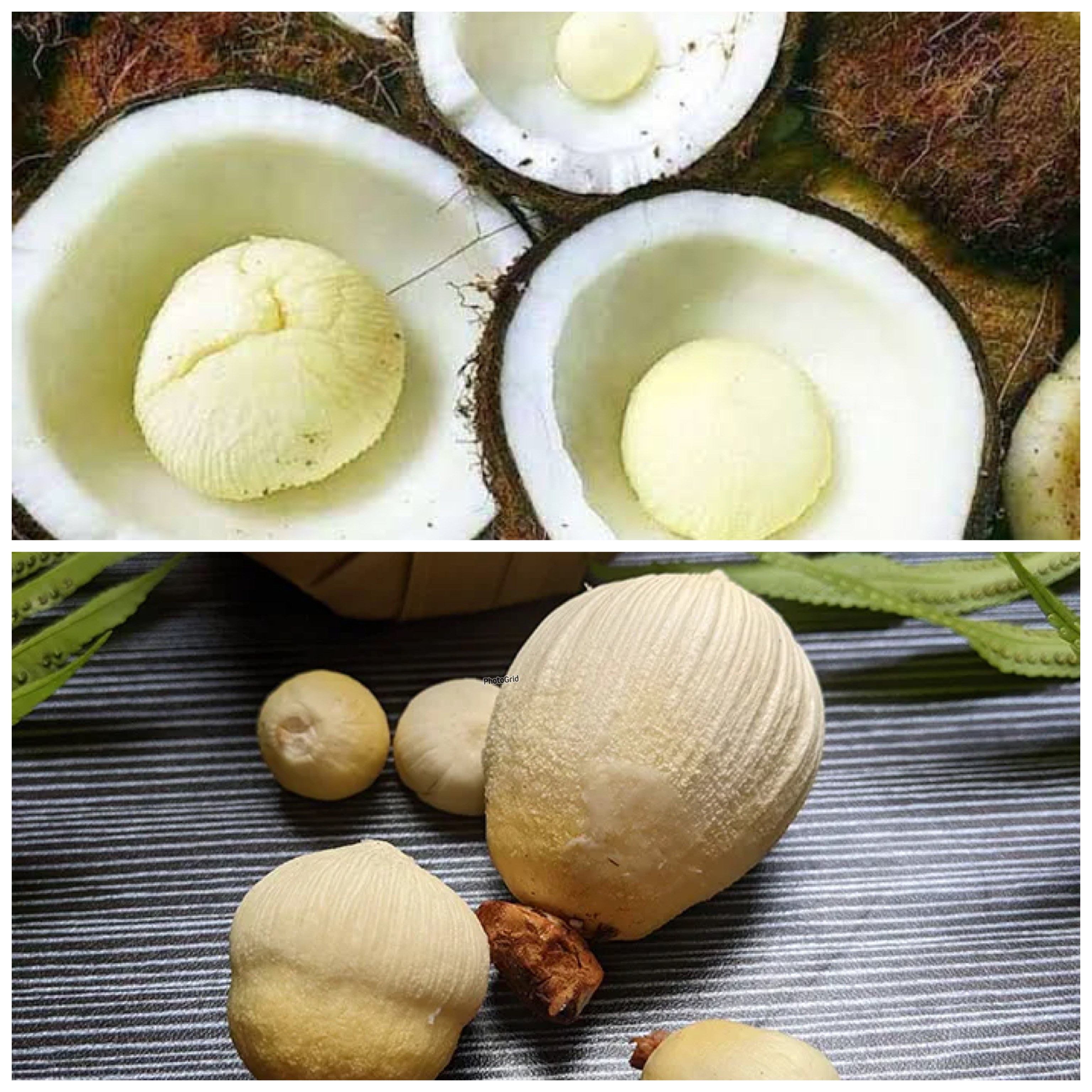 Khasiat Tersembunyi Kentos Kelapa untuk Menjaga Kesehatan Tubuh!