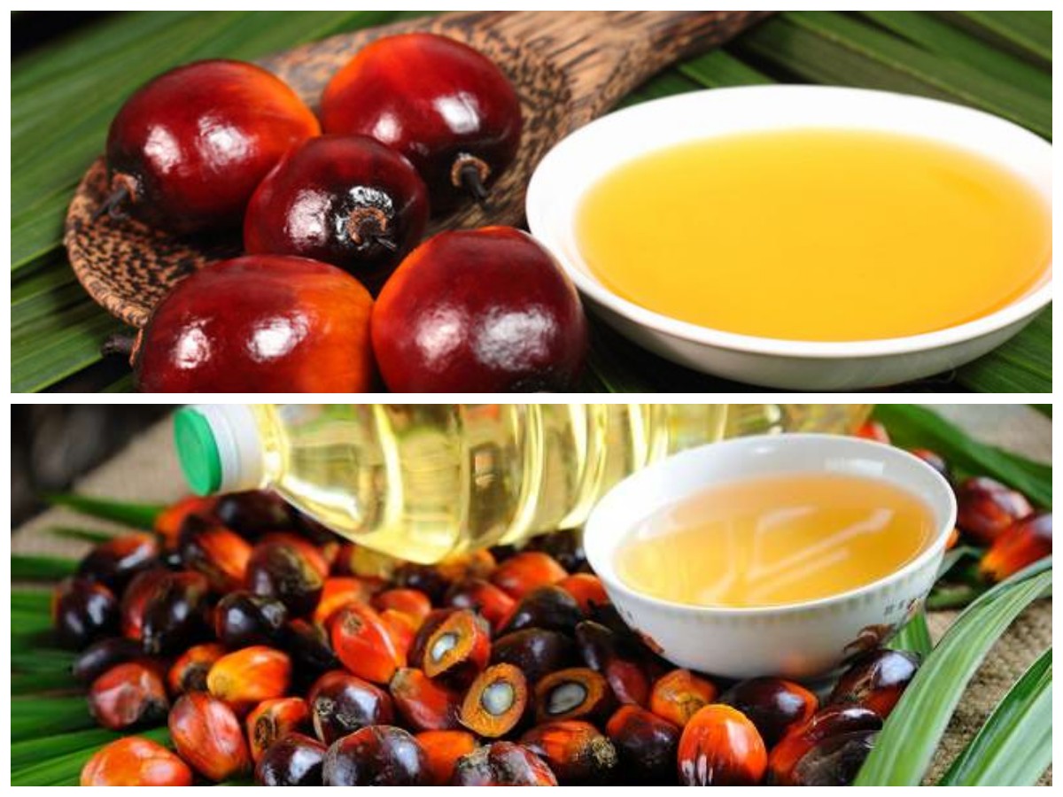 Khasiat Buah Sawit untuk Tubuh: Mendukung Kesehatan Jantung, Mata, dan Kekebalan Tubuh