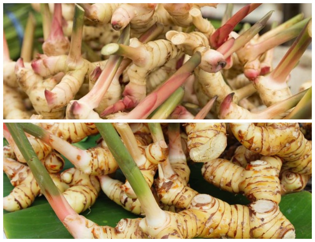 Manfaat Lengkuas bagi Kesehatan: Rempah Tradisional dengan Khasiat Luar Biasa untuk Tubuh!