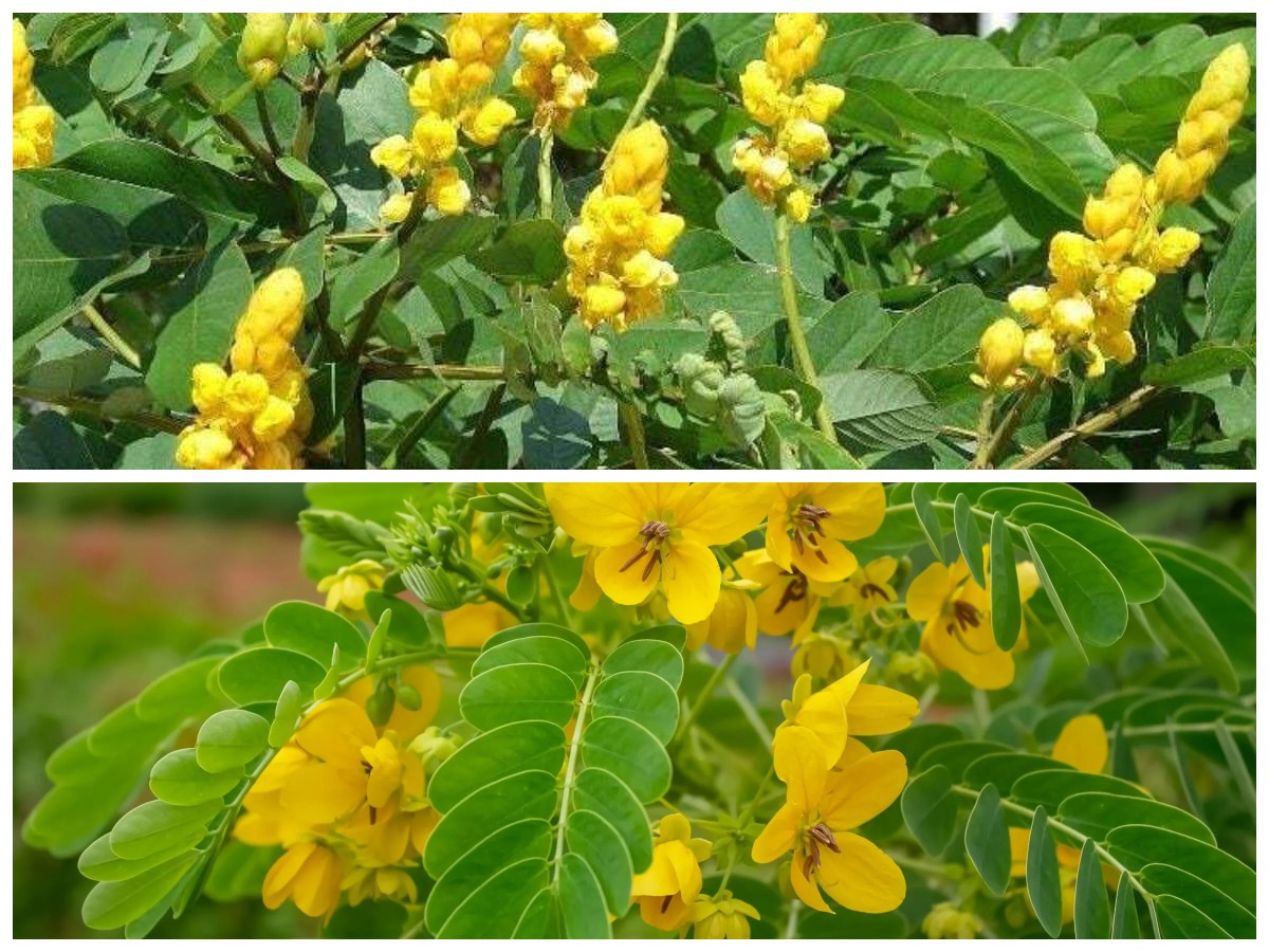 Tanaman Senna, Ramuan Tradisional untuk Atasi Sembelit dan Buang Racun Secara Alami