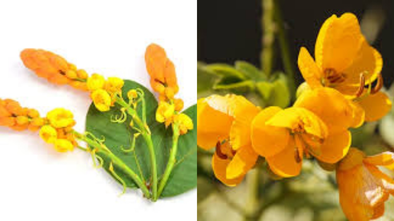 Ini Teryata Guys Manfaat Buah Senna Yang Jarang Diketahui, Bantu Atasi Sembelit!