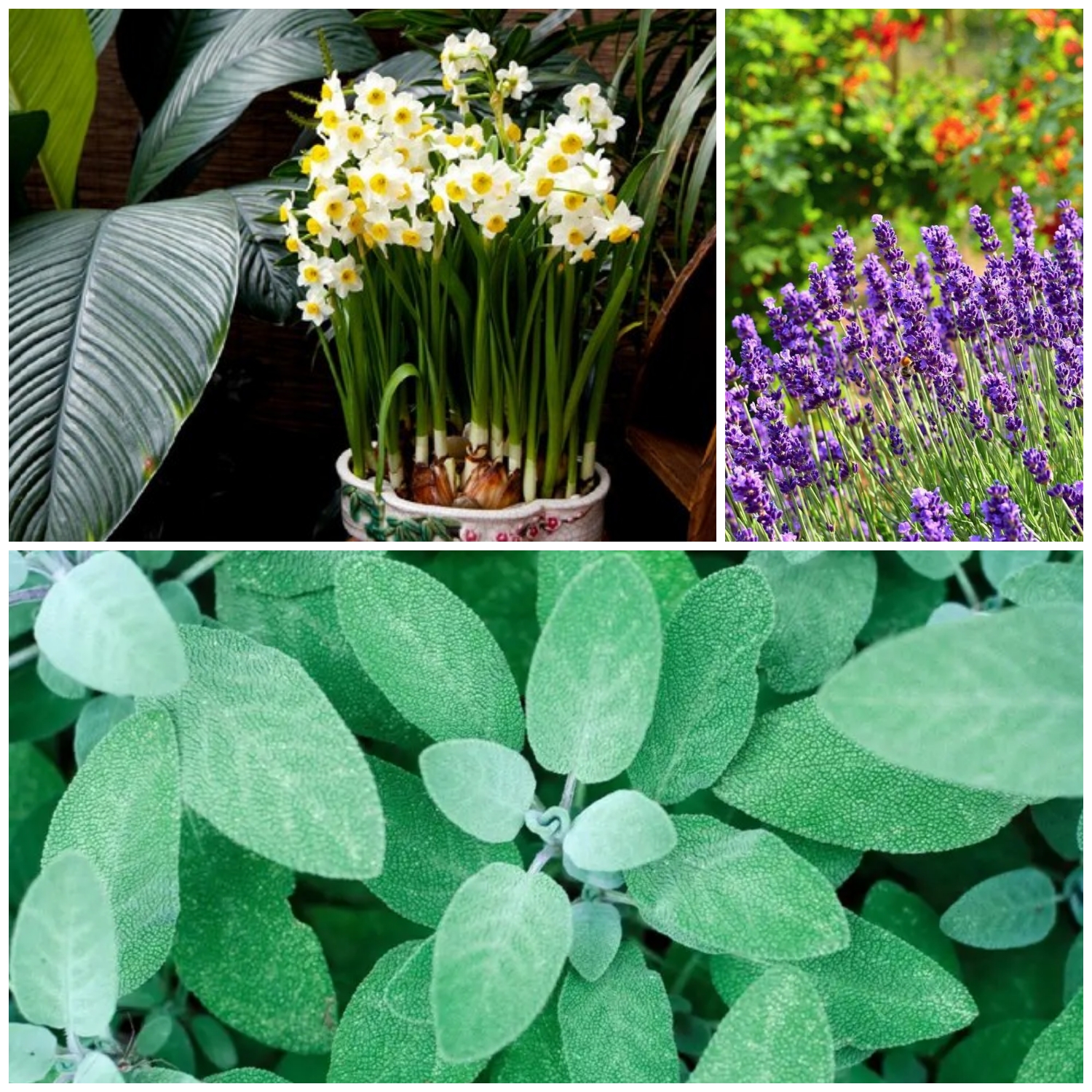 Tak Perlu Racun! Ini 5 Tanaman Alami untuk Mengusir Tikus dari Rumah