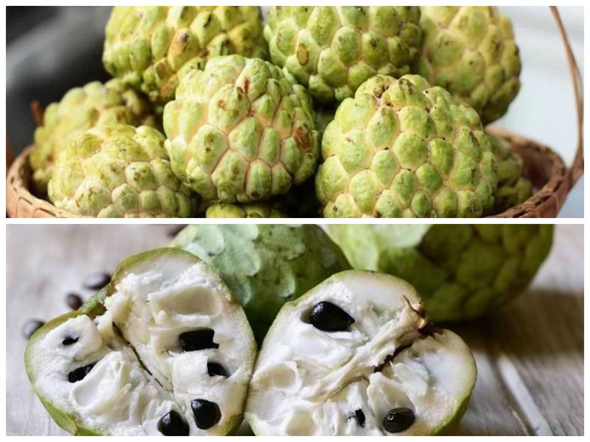 Rahasia Sehat dari Alam: Ini 10 Manfaat Srikaya yang Sayang untuk Dilewatkan!