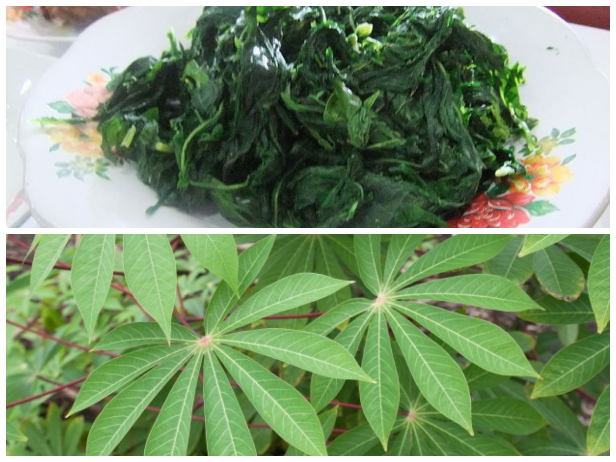 Daun Singkong Bermanfaat bagi Kehamilan: Tips Aman Mengolahnya di Rumah