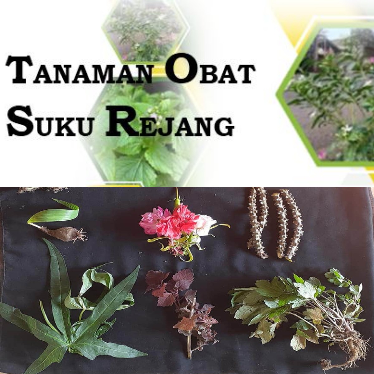 Sudah Tahu Tentang Obat Tradisional Suku Rejang? Jangan Lewatkan Khasiatnya!