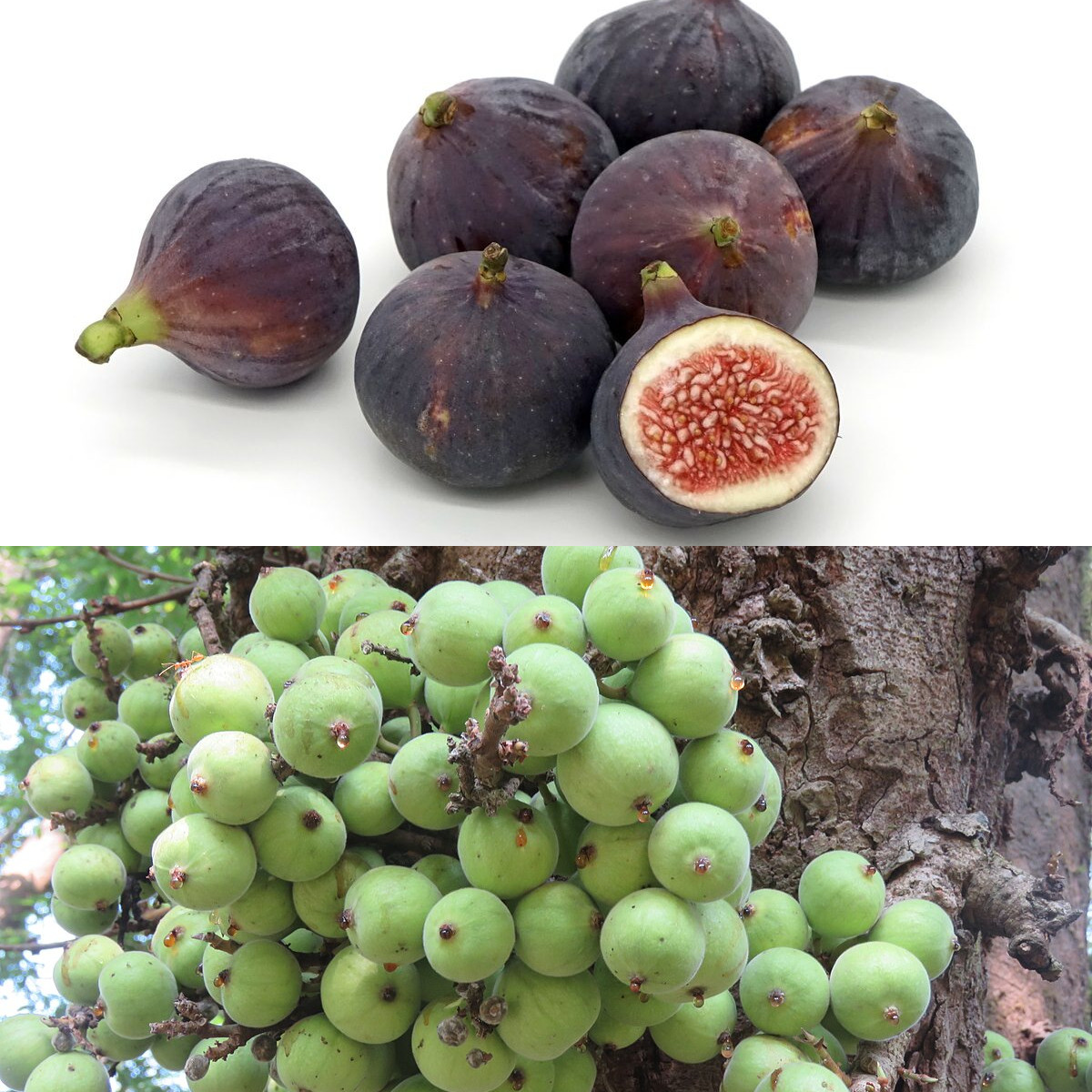 Inilah Kegunaan Buah Loa untuk Kesehatan Jantung!