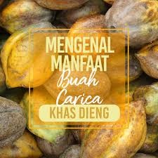 Ketahui 5 Macam Manfaat Yang Baik Bagi Kesehatan Dari Buah Carica Khas Dieng!