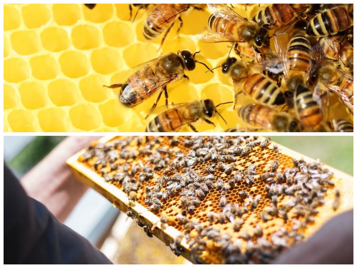 Keajaiban Propolis: Perlindungan Alami dari Lebah untuk Menjaga Kesehatan Tubuh