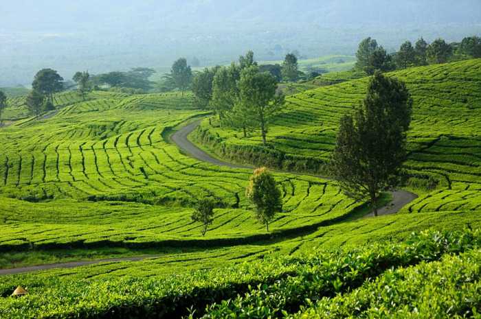 Menjelajahi Surganya yang Ada di Sumatera Selatan, Inilah Kota Pagaralam yang Sajikan Pemandangan Menarik!