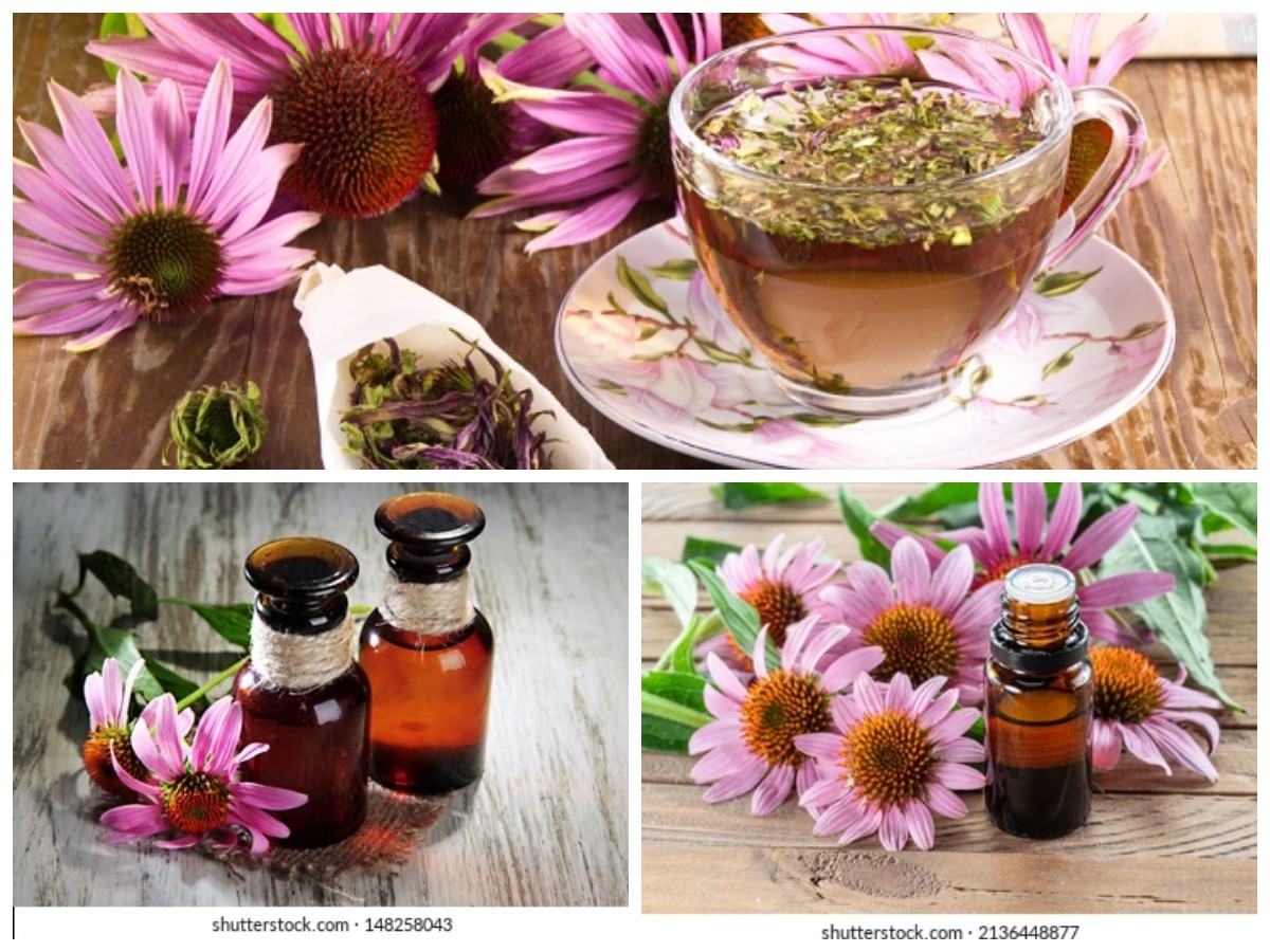 5 Manfaat Echinacea bagi Kesehatan Tubuh: Meningkatkan Imun, Redakan Peradangan, dan Lindungi Tubuh!