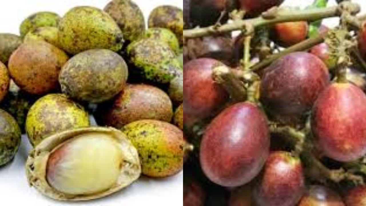 Inilah Manfaat Buah Matoa untuk Kesehatan Yang Jarang Diketahui!