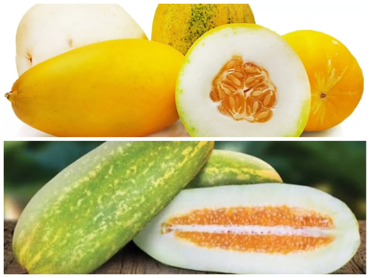 Timun Suri: Buah Segar yang Ternyata Punya Banyak Manfaat untuk Kesehatan