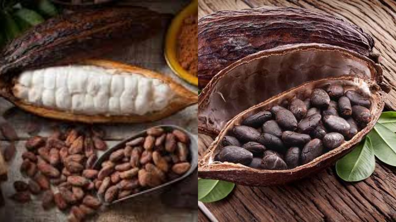 Manfaat Kakao untuk Kesehatan, Dari Menjaga Jantung hingga Meningkatkan Mood!