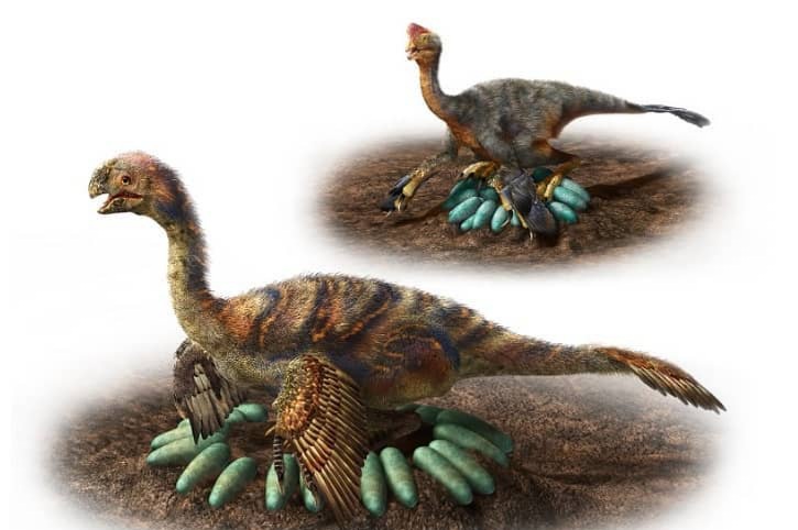 Ilmuwan Temukan Fosil Telur Berisi Bayi Dinosaurus, Dikabarkan Jenis Oviraptor
