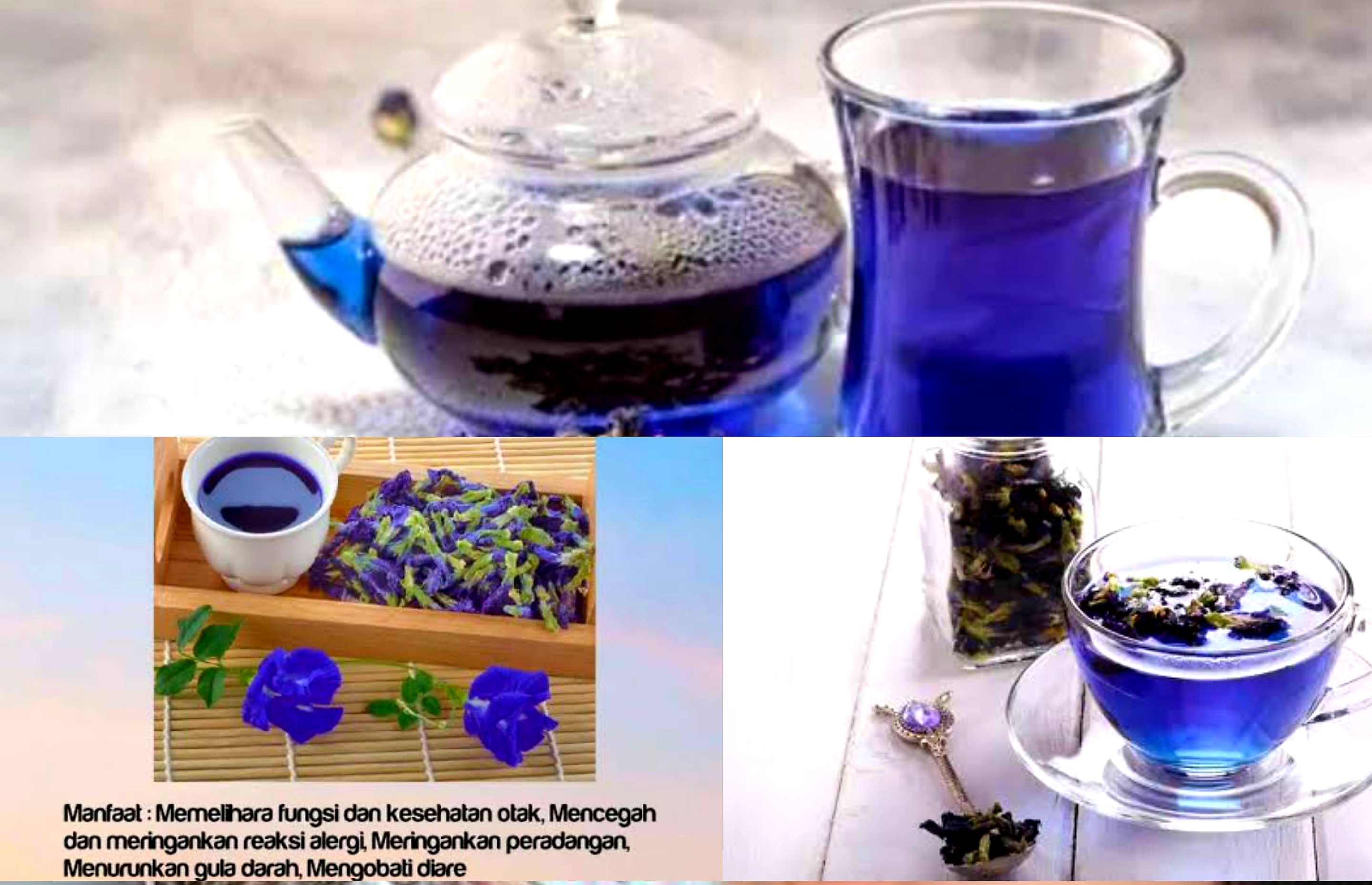 Nutrisi Otak dan Kulit. Begini Cara Memanfaatkan Bunga Telang Bagi Tubuh dan Kesehatan