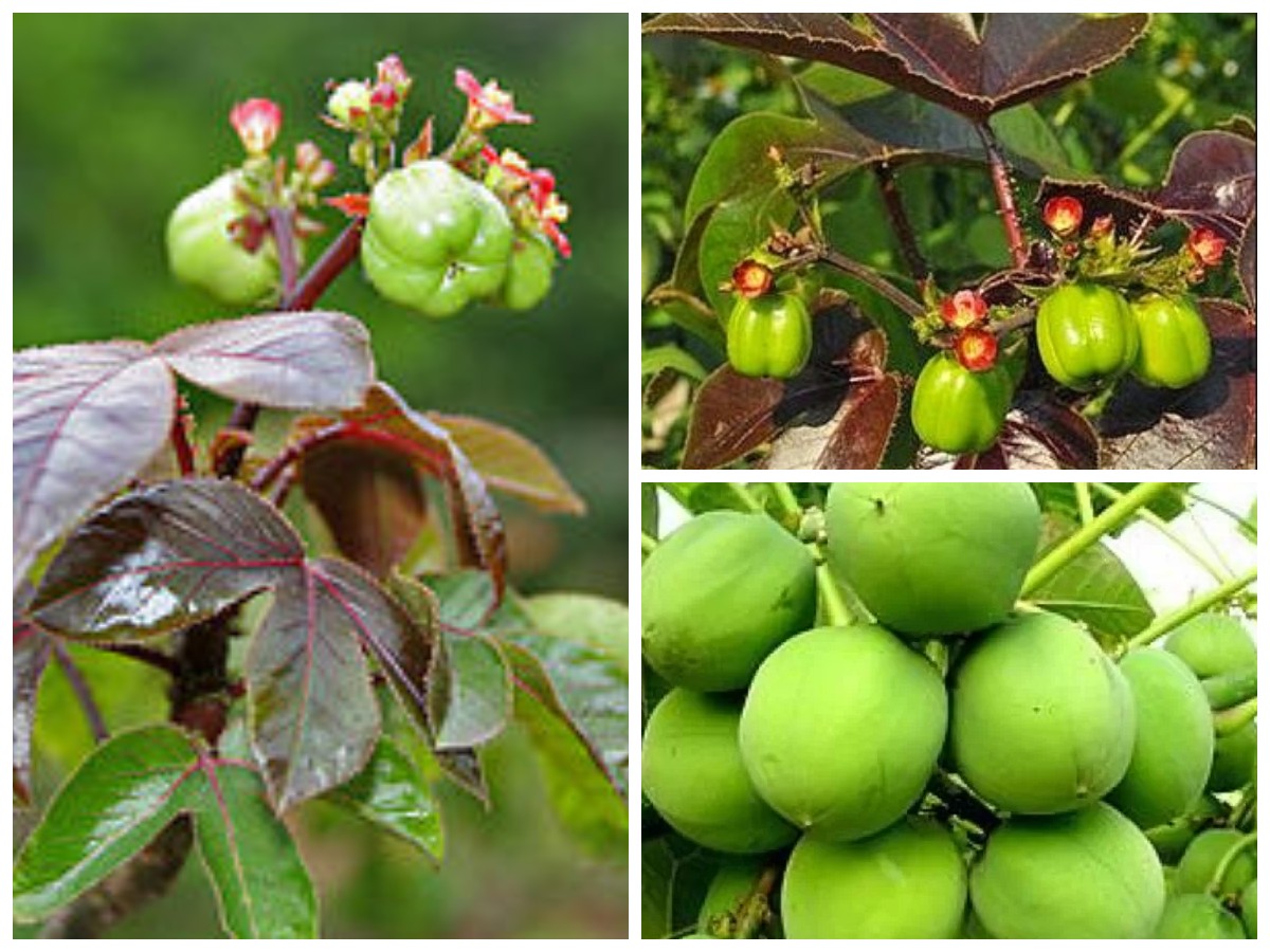 Menyelami Berbagai Macam Manfaat Buah Jarak bagi Kesehatan, yang Perlu Diketahui!