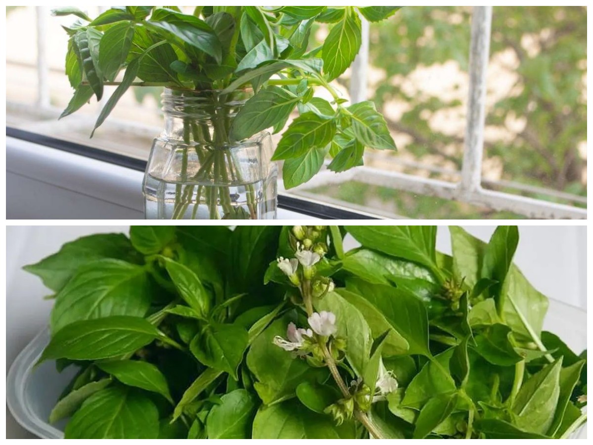 Rahasia Simpan Daun Kemangi Tetap Segar Lebih Lama