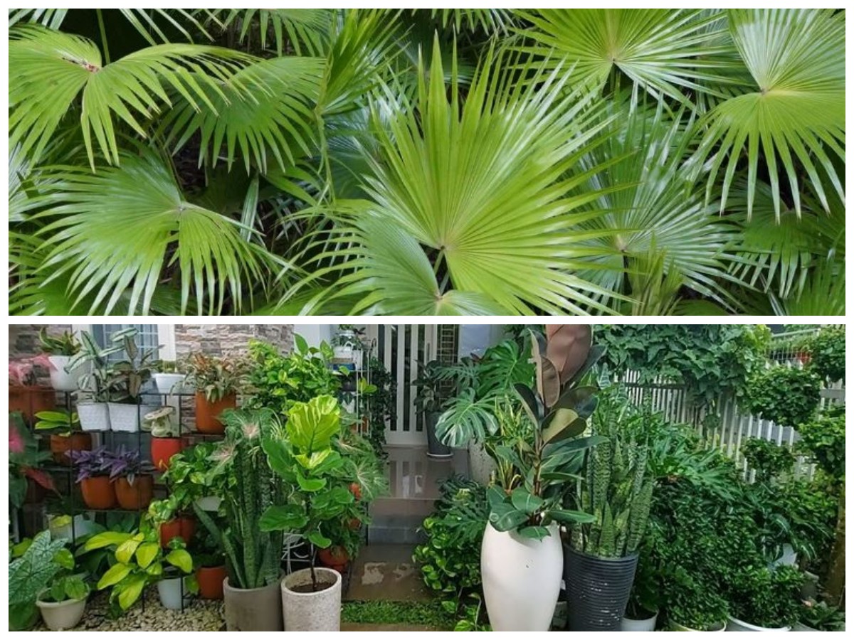 Rekomendasi Tanaman Hias Luar Ruangan yang Kuat Hadapi Panas dan Mudah Dirawa