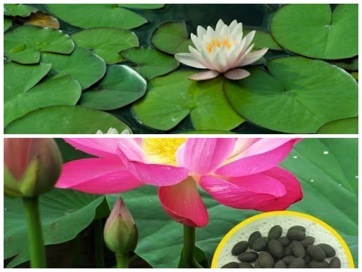 Biji Teratai: Superfood yang Menyehatkan dan Aman untuk Diet Sehari-hari