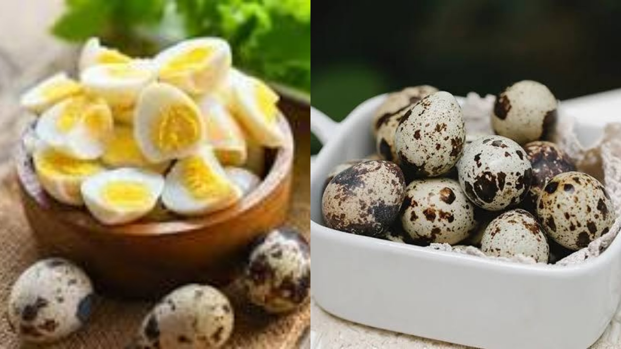  Ini Dia 9 Manfaat Telur Puyuh Untuk Kesehatan Tubuh Yang Jarang Diketahui!