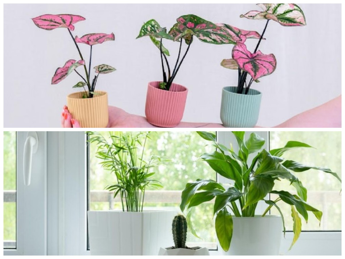 Tren Tanaman Hias 2026: Pilihan Populer untuk Dekorasi Rumah Kekinian